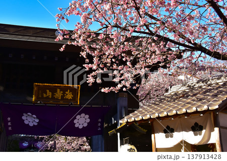 満開の安行桜と山門 満開の安行桜と山門 137913428