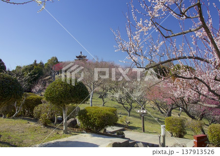 世界の梅公園「唐梅閣(とうばいかく)」(たつの市御津自然観察園) 世界の梅公園「唐梅閣(とうばいかく)」(たつの市御津自然観察園) 137913526