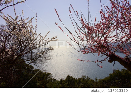 世界の梅公園より梅林越しに播磨灘を一望（たつの市御津自然観察園） 137913530