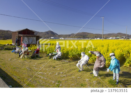 御津町黒崎地区のナノハナ畑 137913531