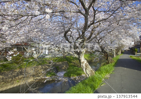 黒井川の桜堤/黒井城跡のある丹波の城下町/春日局生誕の地 黒井川の桜堤/黒井城跡のある丹波の城下町/春日局生誕の地 137913544