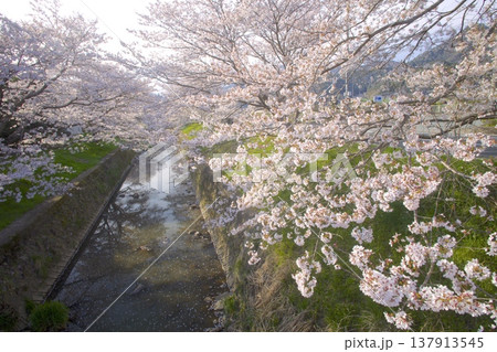 黒井川の桜堤/黒井城跡のある丹波の城下町/春日局生誕の地 黒井川の桜堤/黒井城跡のある丹波の城下町/春日局生誕の地 137913545