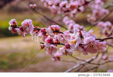 春の訪れを告げる梅の花 春の訪れを告げる梅の花 137913688