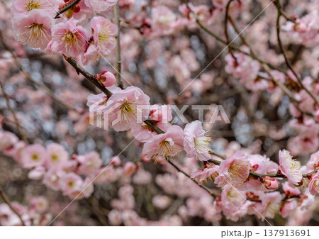 春を告げる梅の花 春を告げる梅の花 137913691