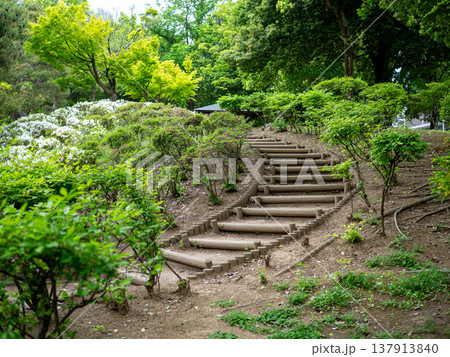 公園の丸太の階段を上る 公園の丸太の階段を上る 137913840