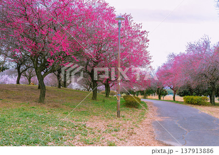 春の公園に咲く花梅の木 137913886