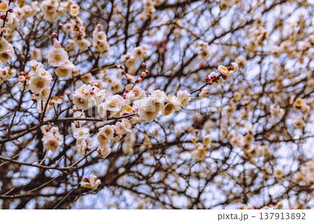 春の訪れを告げる梅の花 春の訪れを告げる梅の花 137913892