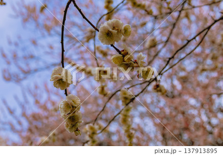 春の訪れを告げる梅の花 春の訪れを告げる梅の花 137913895