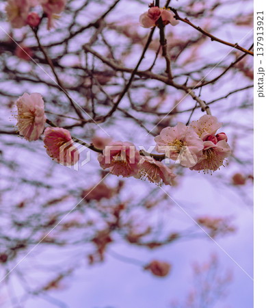 春を告げる梅の花 137913921