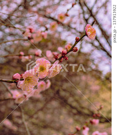 春の訪れを告げる梅の花 137913922