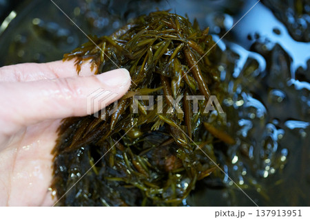 生ギバサの水洗い 生ギバサの水洗い 137913951
