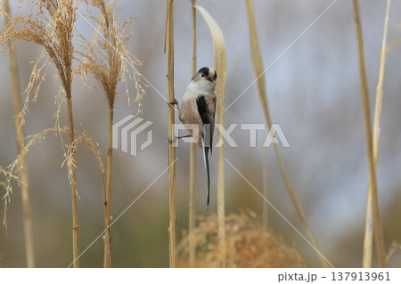 エナガ エナガ 137913961