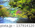 注ぎ出る春 137914120