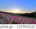 目覚めの舞 137914122