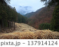 ミツマタの脈 137914124