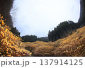 ミツマタ渓谷 137914125