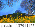 菜の花に称えられる桜 137914127