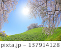やわらかい日差しに包まれる桜 137914128