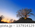 夕焼け桜 137914129