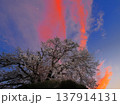 桜炎 137914131