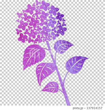 Beautiful watercolor pattern of hydrangea icon image illustration 137914157