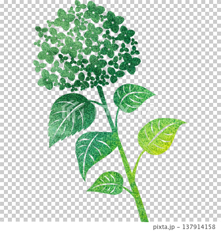 Beautiful watercolor pattern of hydrangea icon image illustration 137914158