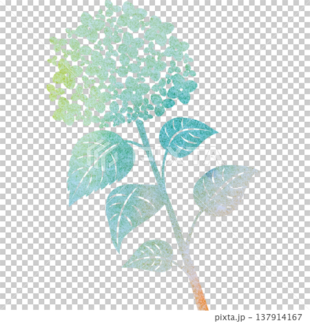 美麗的繡球花圖示圖像插圖的水彩圖案 美麗的繡球花圖示圖像插圖的水彩圖案 137914167