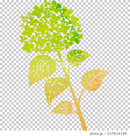 Beautiful watercolor pattern of hydrangea icon image illustration Beautiful watercolor pattern of hydrangea icon image illustration 137914198