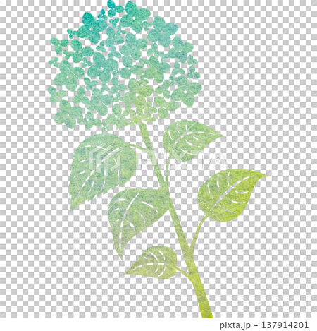 Beautiful watercolor pattern of hydrangea icon image illustration Beautiful watercolor pattern of hydrangea icon image illustration 137914201