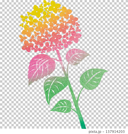 美麗的繡球花圖示圖像插圖的水彩圖案 美麗的繡球花圖示圖像插圖的水彩圖案 137914203