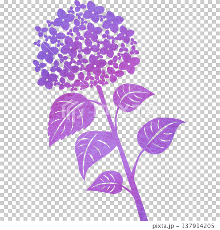 美麗的繡球花圖示圖像插圖的水彩圖案 美麗的繡球花圖示圖像插圖的水彩圖案 137914205