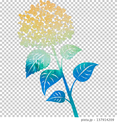 美麗的繡球花圖示圖像插圖的水彩圖案 美麗的繡球花圖示圖像插圖的水彩圖案 137914209