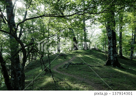 新緑の森を木漏れ日が照らす小道の風景 新緑の森を木漏れ日が照らす小道の風景 137914301