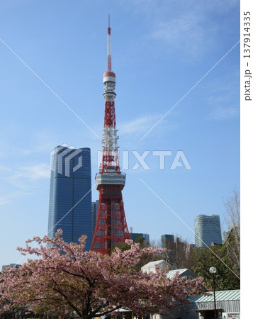 東京都港区!芝公園から見える東京タワー 東京都港区!芝公園から見える東京タワー 137914335