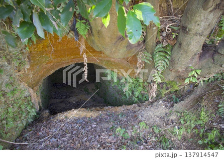 鶉野飛行場（うずらのひこうじょう）跡・「防空壕（素掘）」 137914547