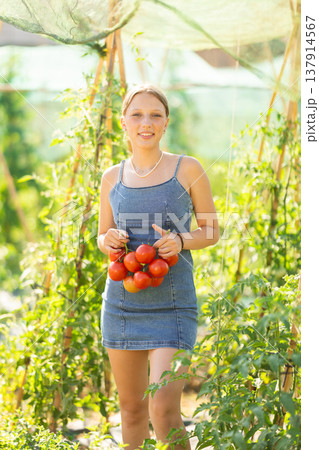 Young woman is working in garden between beds, picking ripe red tomatoes Young woman is working in garden between beds, picking ripe red tomatoes 137914567