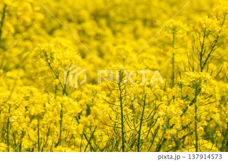 4月　幸手権現堂桜堤　満開の菜の花 137914573