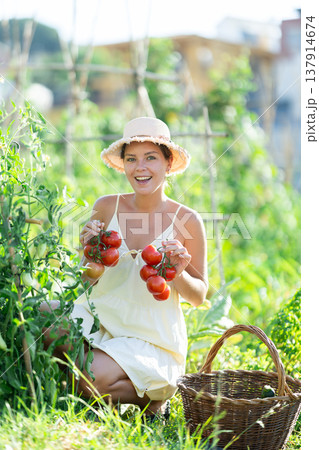 Young woman is working in garden between beds, picking ripe red tomatoes 137914674