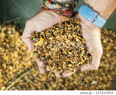 From above of male hands stable worker carrying diet muesli with herbs and grains for horse feeding indoors From above of male hands stable worker carrying diet muesli with herbs and grains for horse feeding indoors 137914854