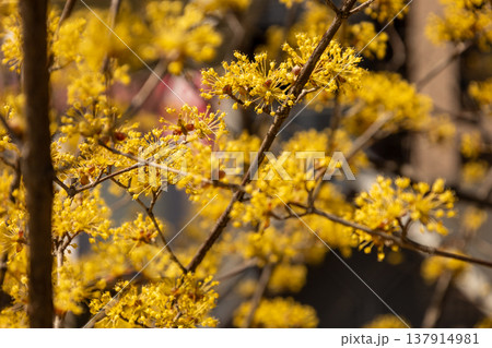 山茱萸の花 山茱萸の花 137914981