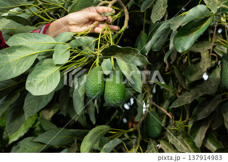 Big ripe avocado hanging on tree branches in fruit garden Big ripe avocado hanging on tree branches in fruit garden 137914983