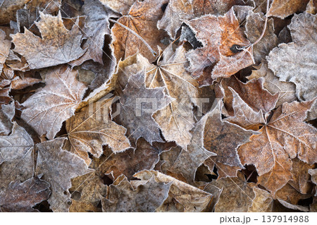 Frosted Fallen Maple Leaves On The Ground In Late Autumn Morning Close-Up 137914988