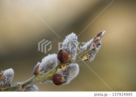 Frosted Pussy Willow Buds Closeup on Branch With Soft Catkins in Early Spring Morning 137914995