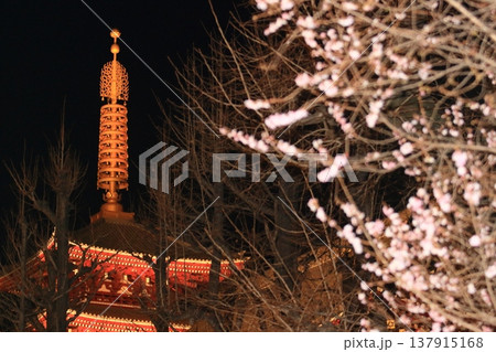 ライトアップされた五重塔と早咲の桜 137915168
