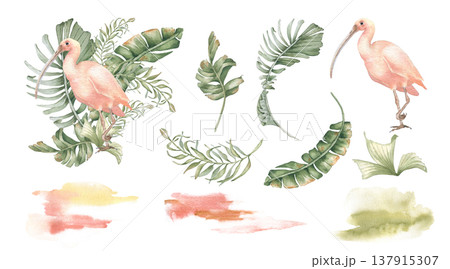 Exotic foliage and bird watercolor drawing clipart design elements isolated. Tropical palm leaves and ibis illustration set. Hand drawn for invitation card. Botanical jungle nature art collection. 137915307