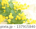美しいミモザの花、白背景 137915840