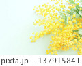 美しいミモザの花、背景 137915841