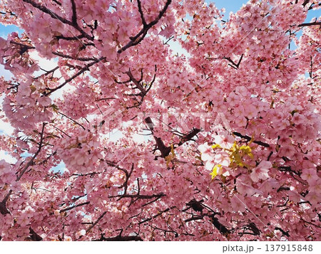 青空に映える満開の河津桜 137915848
