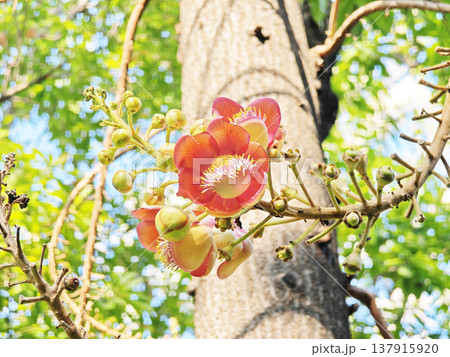 Blooming Sal tree flower in natural greenery, symbolic Buddhist flower in serene environment. 137915920