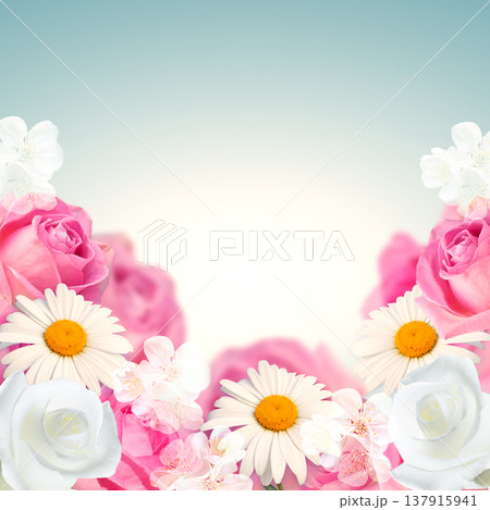 Background with pink and white roses Background with pink and white roses 137915941
